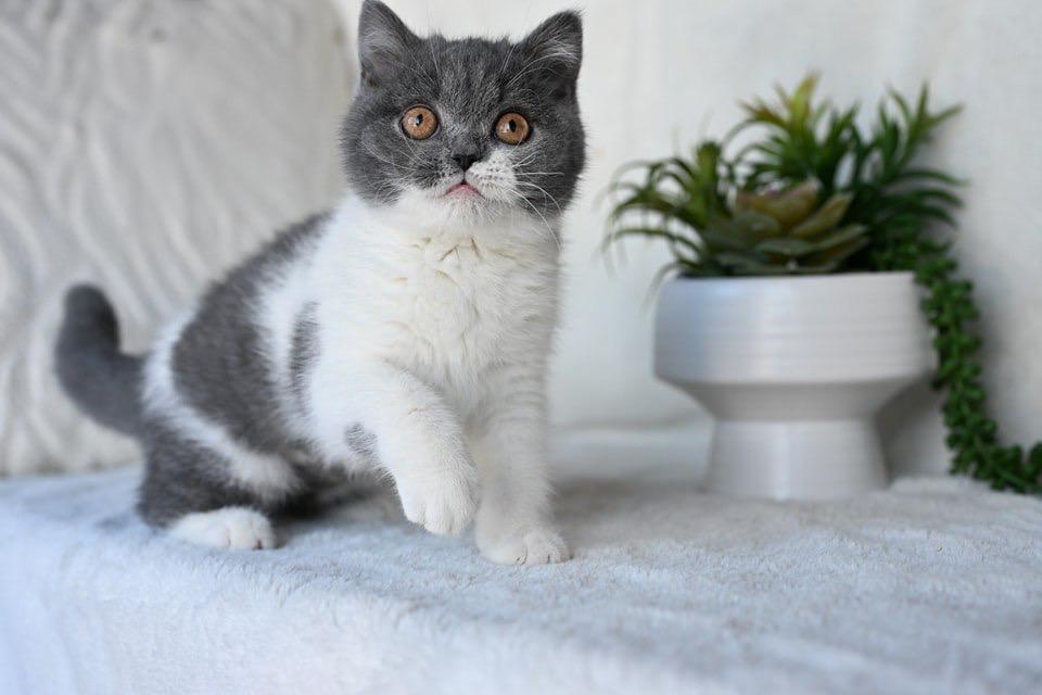 WhatsApp Image 2025-11-22 at 21.09.09 Sterling - Image 1