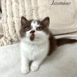 Jasmine