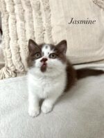 Jasmine