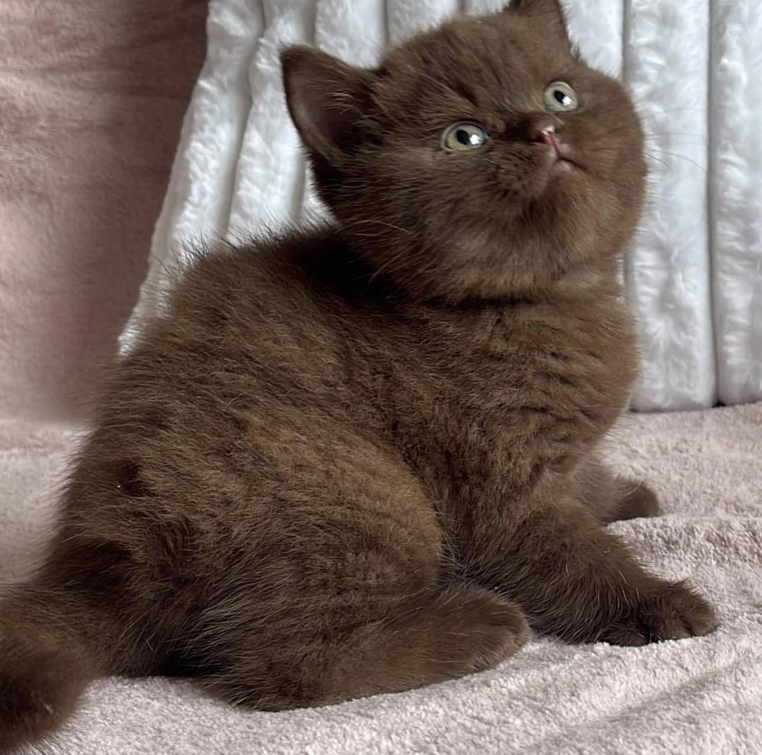 WhatsApp Image 2025-11-22 at 21.44.03 Truffle - Image 1