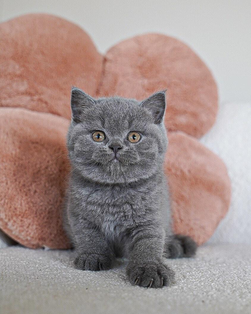 WhatsApp Image 2025-11-22 at 21.56.07 Dusty - Image 1