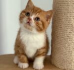 Cheeto - Red (or Orange) and White Bi-Color