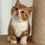 Cheeto - Red (or Orange) and White Bi-Color