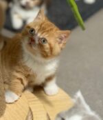 Cheeto - Red (or Orange) and White Bi-Color - Image 3