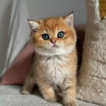 Aurora - Black Golden Point (or Blue-Eyed Golden Shaded)