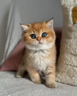 Aurora - Black Golden Point (or Blue-Eyed Golden Shaded)