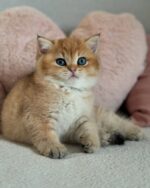 Aurora - Black Golden Point (or Blue-Eyed Golden Shaded) - Image 3