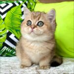 Pharaoh - Black Golden Shaded (Green-Eyed Variant)