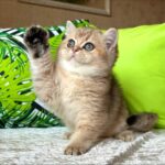 Pharaoh - Black Golden Shaded (Green-Eyed Variant) - Image 4