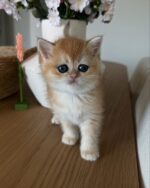 Apollo - Black Golden Point