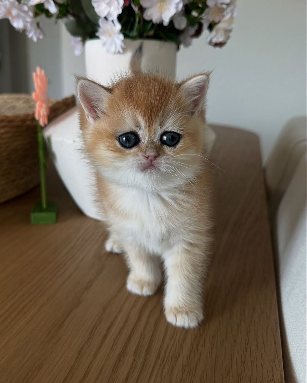 WhatsApp Image 2025-11-22 at 22.09.22 Apollo - Black Golden Point - Image 1