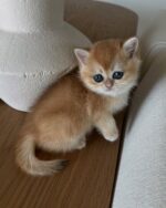 Apollo - Black Golden Point - Image 5