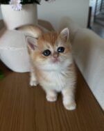 Apollo - Black Golden Point - Image 4